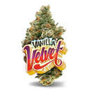 Vanilla Velvet THC 26.6% - Premium Flower Jungle Boys